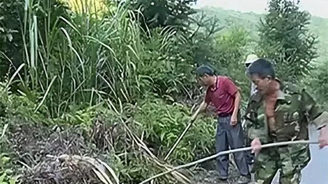 1996年，湖北一位老汉上山劳作，突然发现一群黑蛇围绕着坟墓游走，看起来就像在跳
