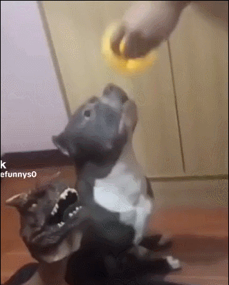 咬啊？怎么不咬了？