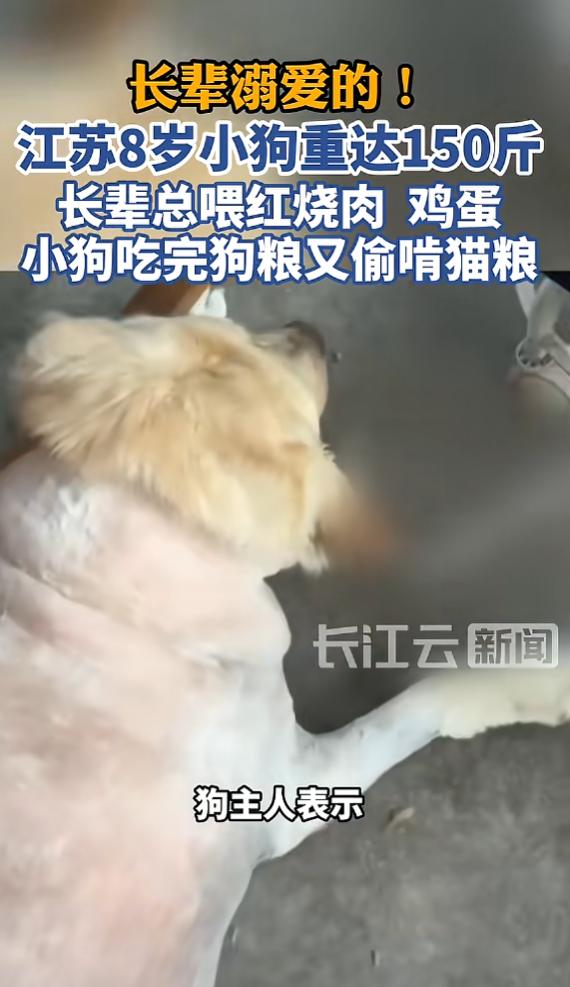 江苏，一只8岁拉布拉多，被家人溺爱投喂，常年混吃狗粮、猫粮，还顿顿独享红烧肉、水