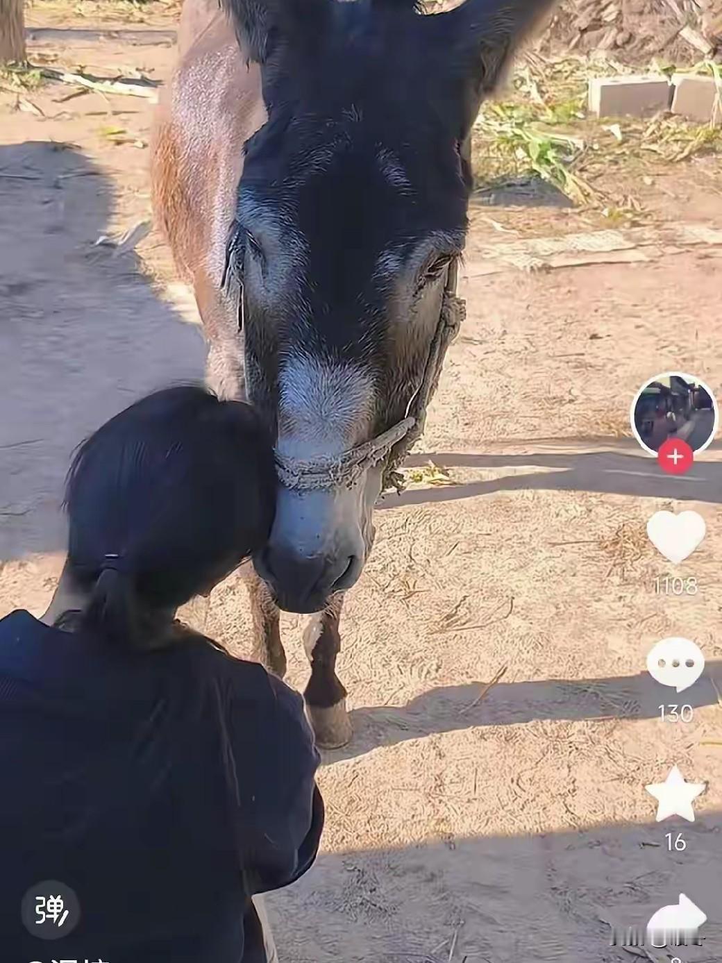甘肃驴棚边，老人解开老驴的缰绳，告诉它想去哪就去哪，驴子没有跑，慢慢凑上来轻轻蹭