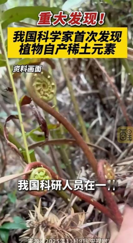 国运来了挡都挡不住！平时随处可见的乌毛蕨，被我国科研人员一研究，直接炸出世界级大