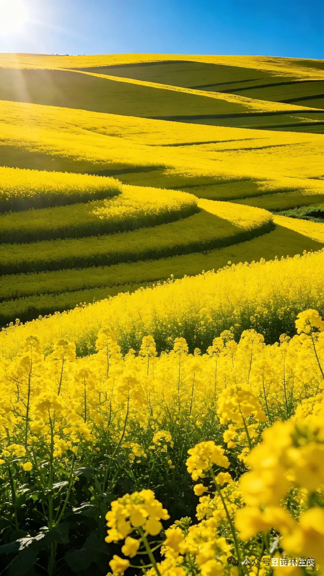 天净沙·菜花吟平畴漫泼金绸，蝶须量尽春柔。不共夭桃斗蔻，秋来垂首，捧出