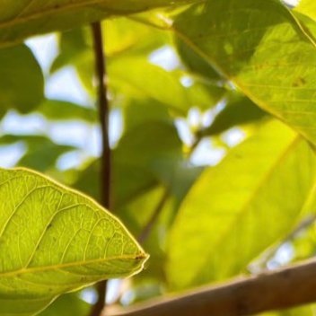 芭乐的种植方法:一、选苗优先选嫁接苗，结果快，2‑3年挂果；种子播种的实生苗结果
