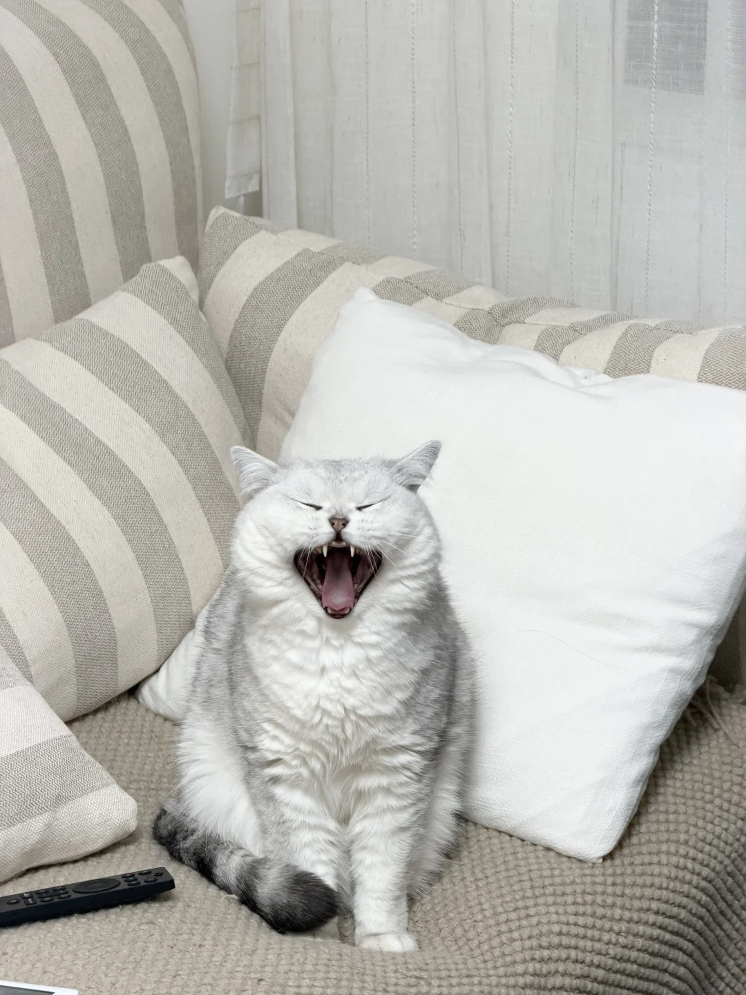 想看看大家的赖皮蛇都长什么样子