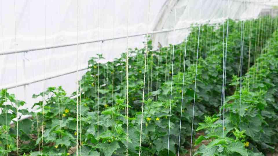 种植黄瓜、豆角和番茄, 先把这些核心问题弄明白, 想长不好都很难