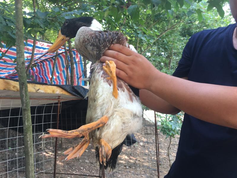 鸭后期怎么催肥增重?鸭后期催肥增重有不少门道。秋季是鸭群填饲育肥的黄金期。当鸭