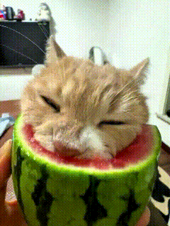 这个视频我看了好几遍，主人说他家小猫特别爱吃西瓜。整个夏天只要买西瓜，就得分给它