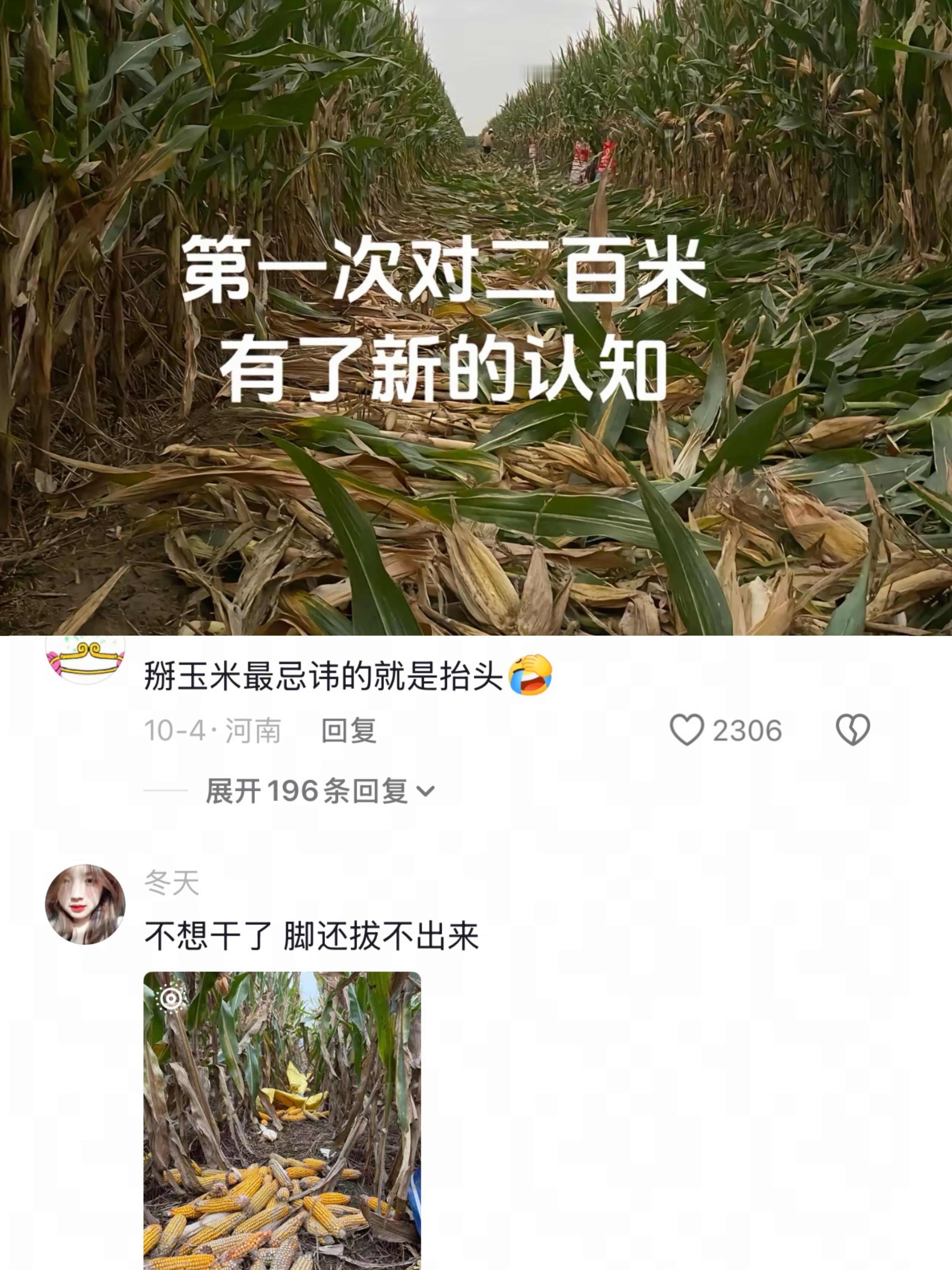 掰玉米最忌讳的就是抬头🤦‍♀️​​​