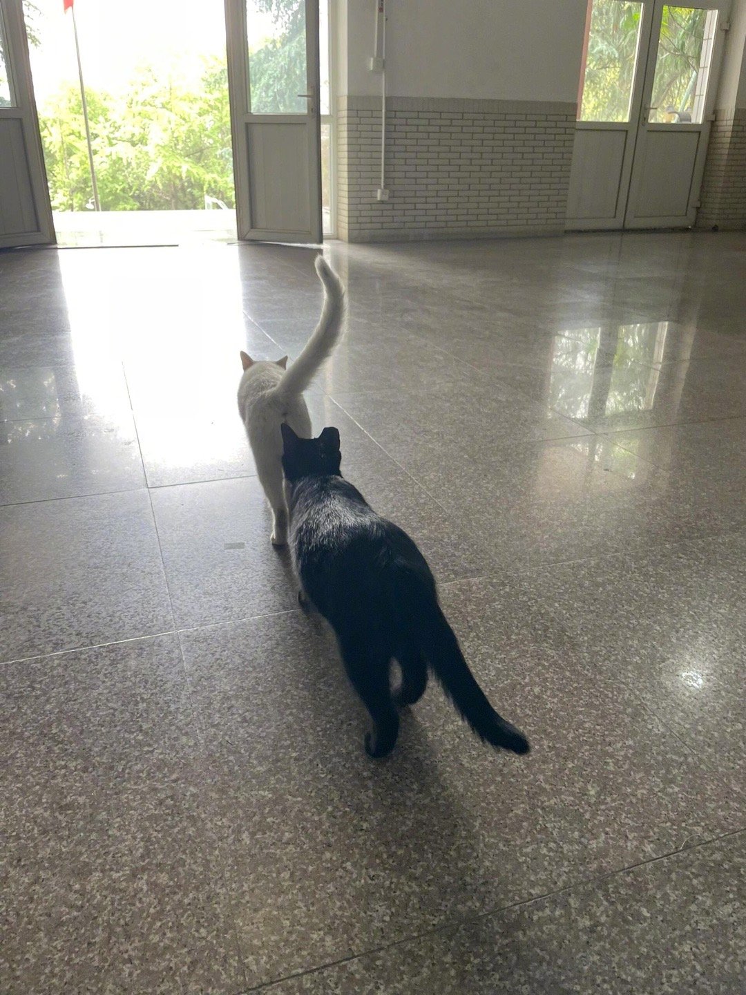 跟屁猫​​​