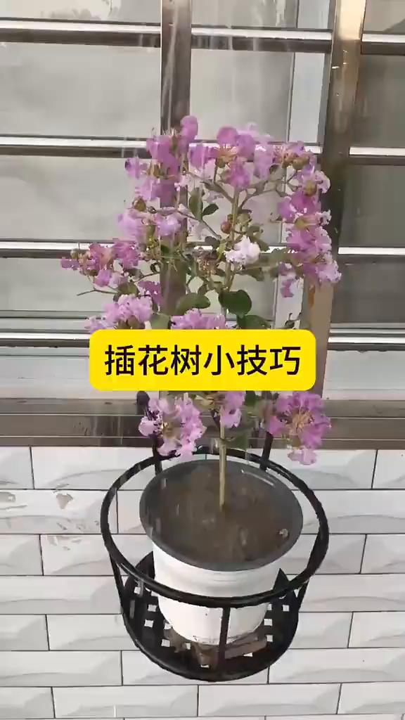 插花树小技巧。花树这样做生根特别快。·先在胡萝卜上打个洞。·再把花树枝剪个