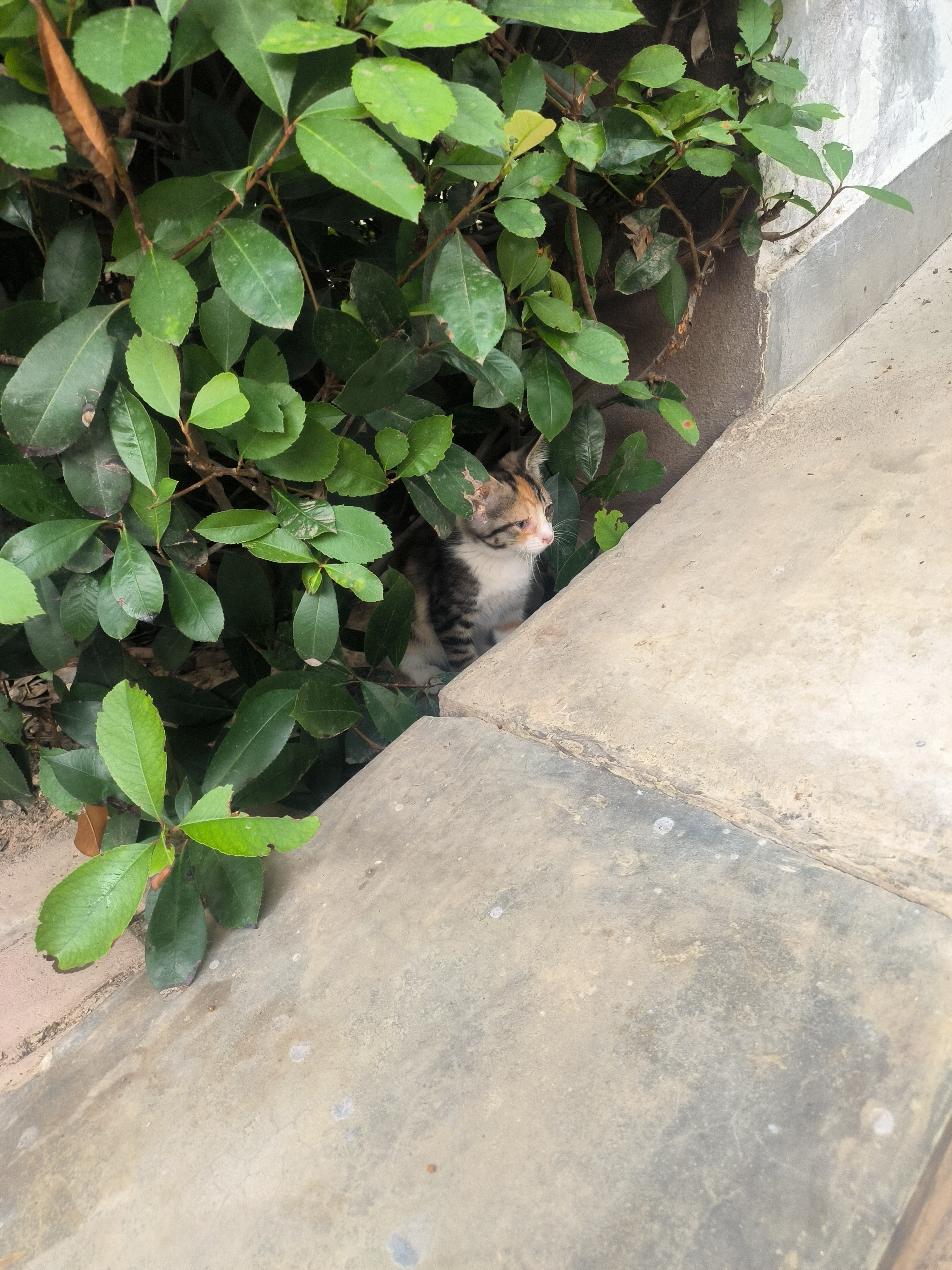 暴雨啥时候来？外面的流浪猫太可怜了，但愿聪明点知道找个地方躲起来今天喂猫还来了一