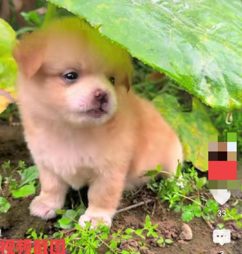 有雨了一只小狗狗在叶子下面避雨。此刻懵懂的小狗狗看着天空落下的雨水，似乎很无