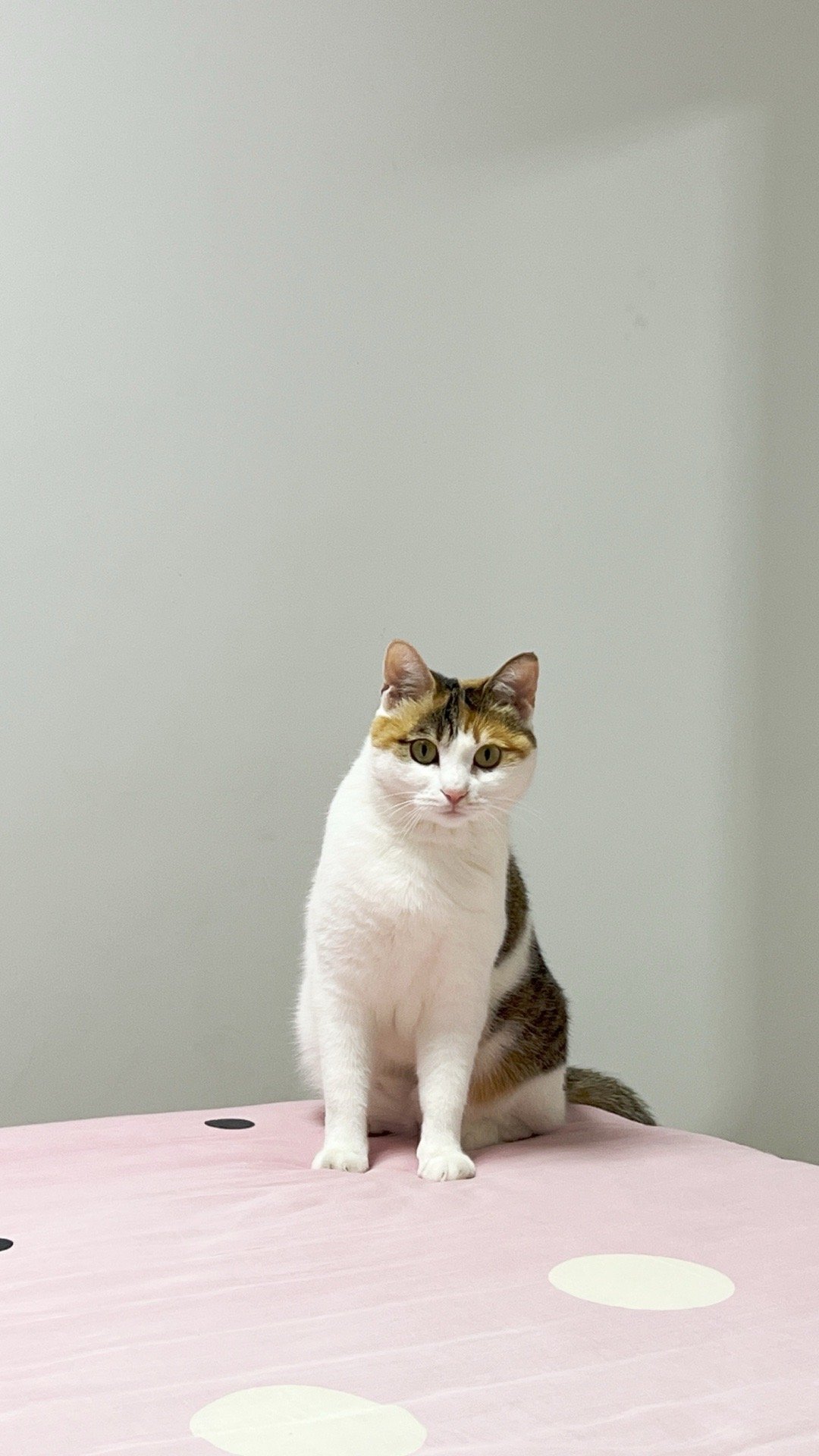 从一只猫的眼睛里看到了担心​​​