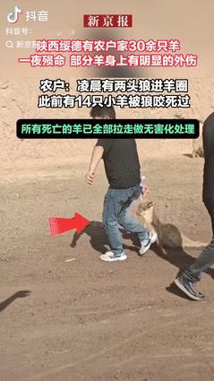奇了怪了！陕西榆林，一村民半夜听到羊圈里有动静，就赶紧过去查看情况，结果来到羊圈