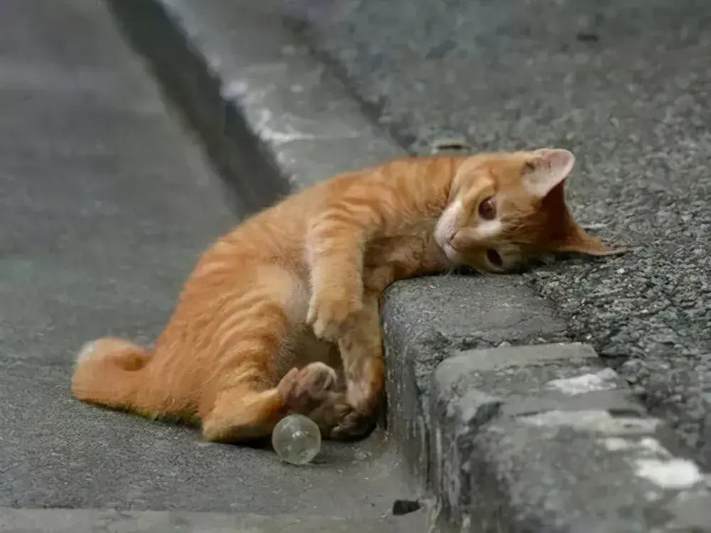 流浪猫，该不该投喂？小区里有很多流浪猫，看见人了也不害怕。因为食物匮乏，大多长得