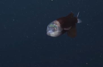 【🐟海洋中最令人惊叹的生物之一——这种头部透明的鱼】认识一下桶眼鱼，它生活在