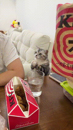 真的被这只聪明的狸花猫萌化了！网友在家吃肯德基，香味瞬间弥漫满屋，吃得津津