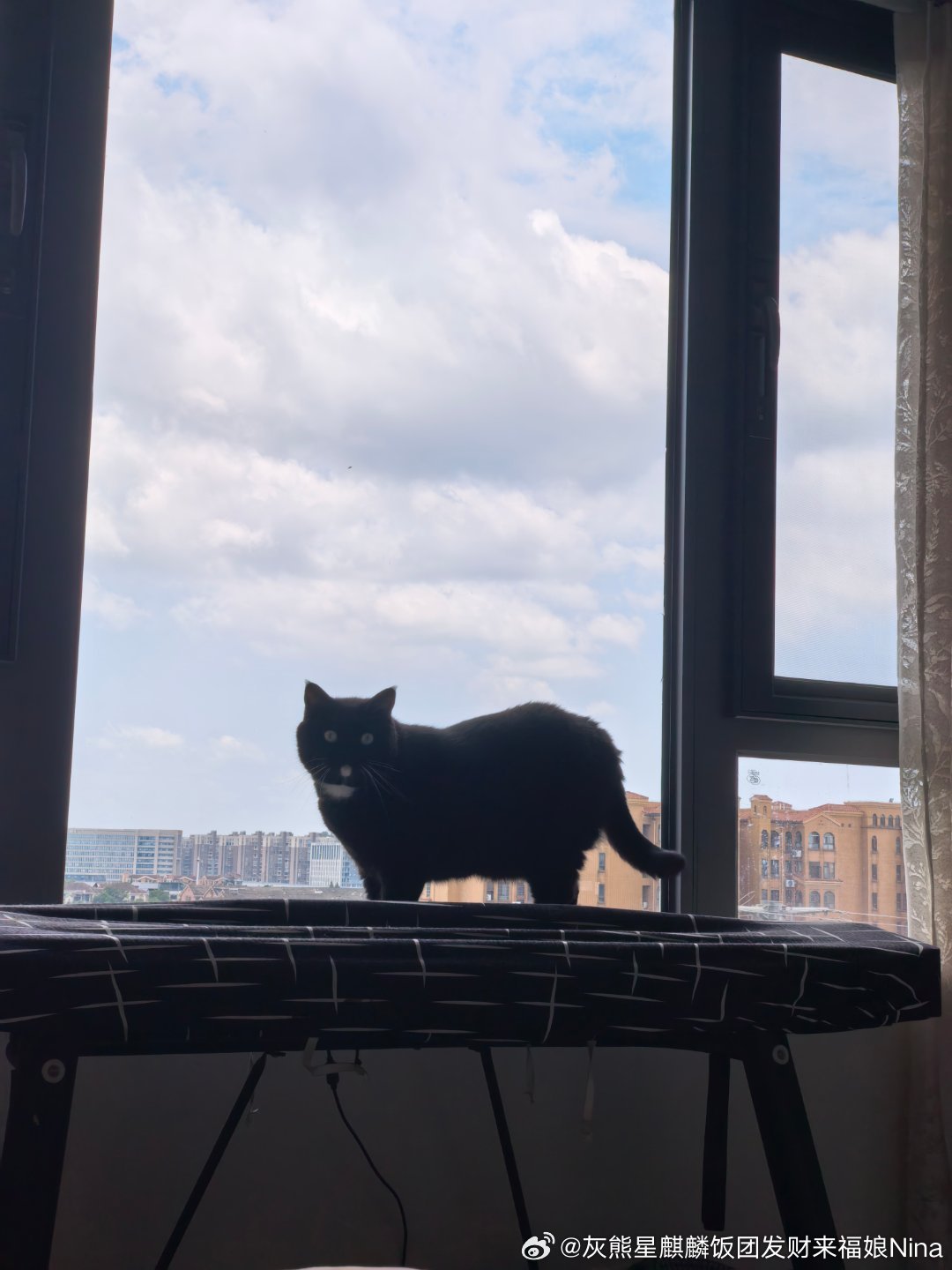 美美的天还有一只可爱修猫咪妮娜一家妮娜家的发财啊萌宠的日常