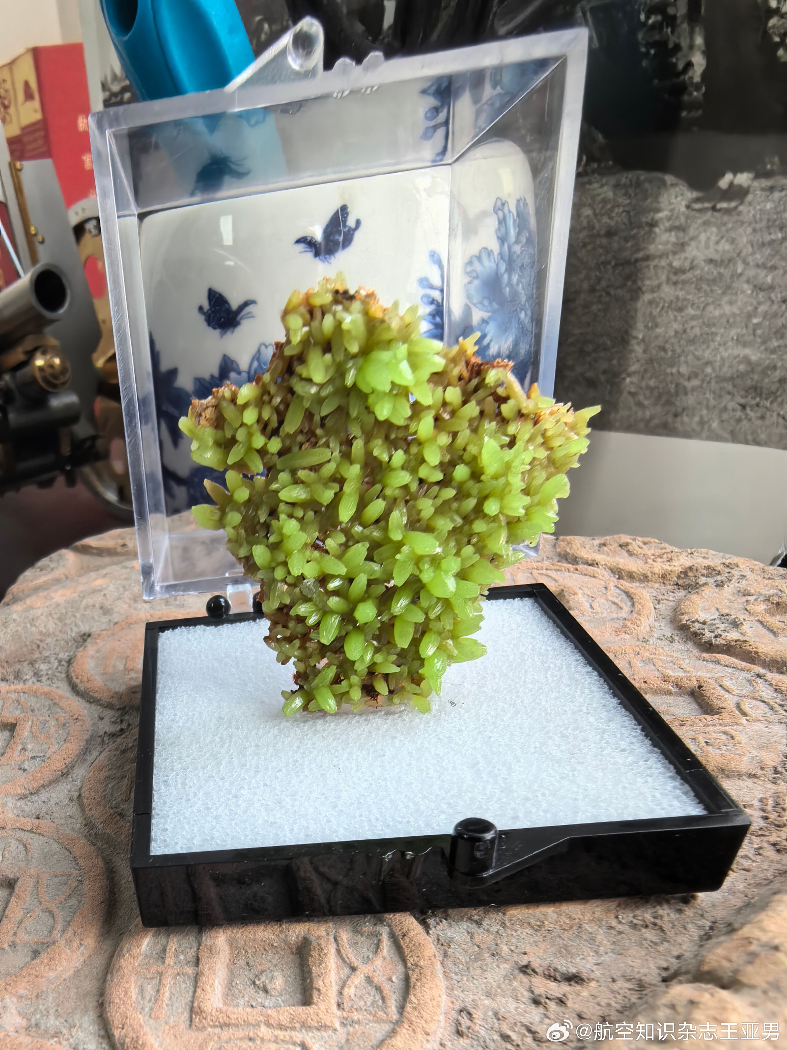 这个产自中国广西，号称永不凋谢的绿植。那天从国际大展上其实还有一朵产自法国的，可