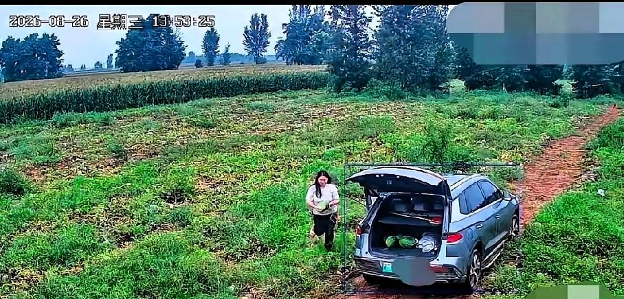 河北保定，8月26号。一个女的，开车带着孩子。把人家地里的西瓜摘了17个，一车拉