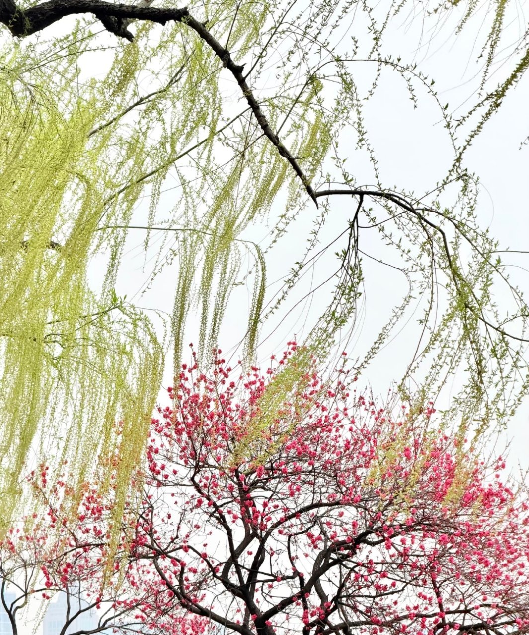 至此，我终于明白了《桃红柳绿》的意境……