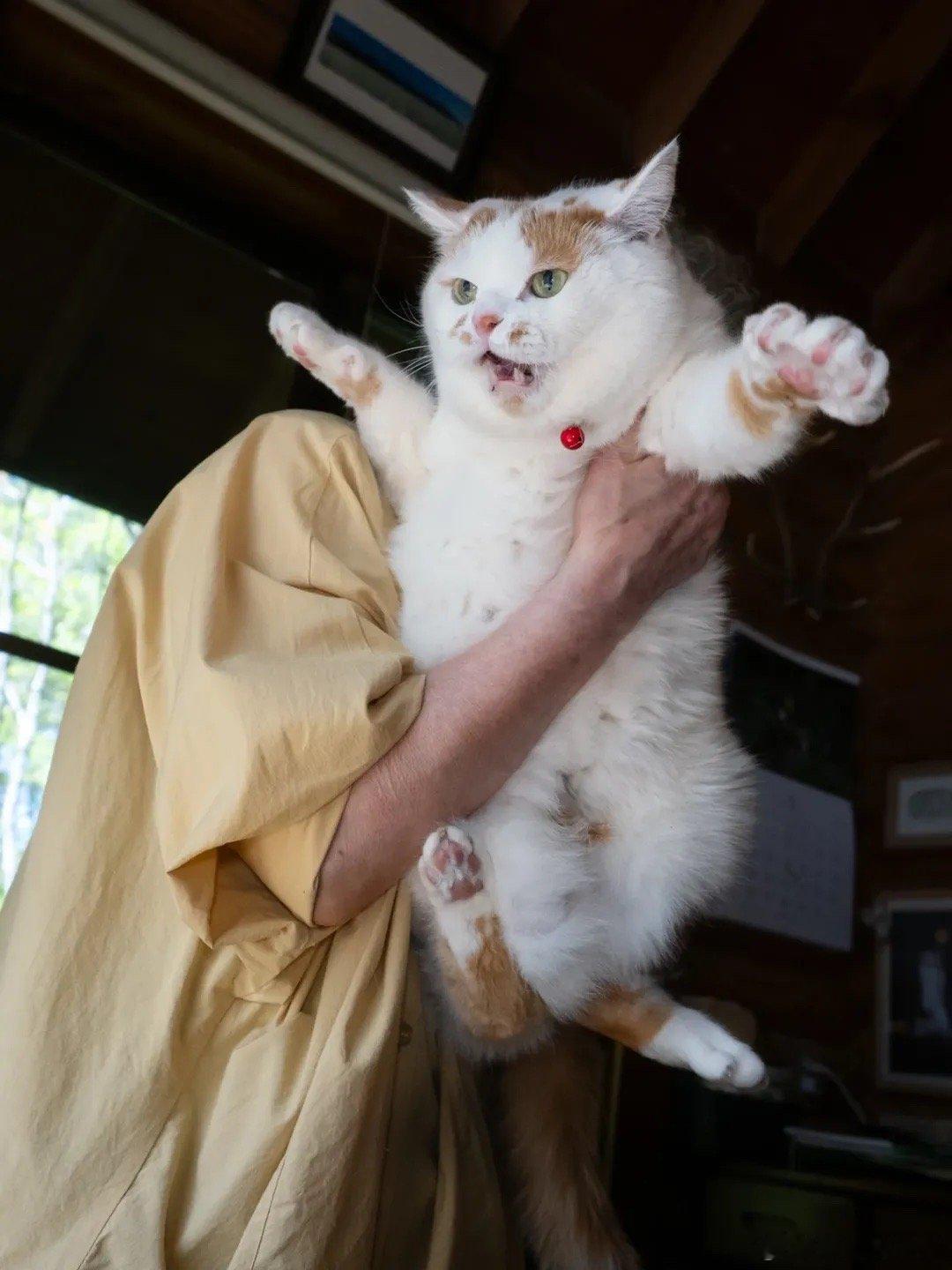 在最爱的奶奶怀里🐈也只能抱30秒的恶霸橘猫🔥..cr：marco77774