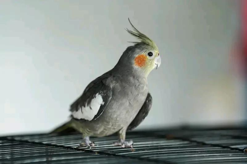 动物真通人性吗？肯定的。我在农村调研时，喂一只小鸡吃死苍蝇，之后它就不跟母鸡，一