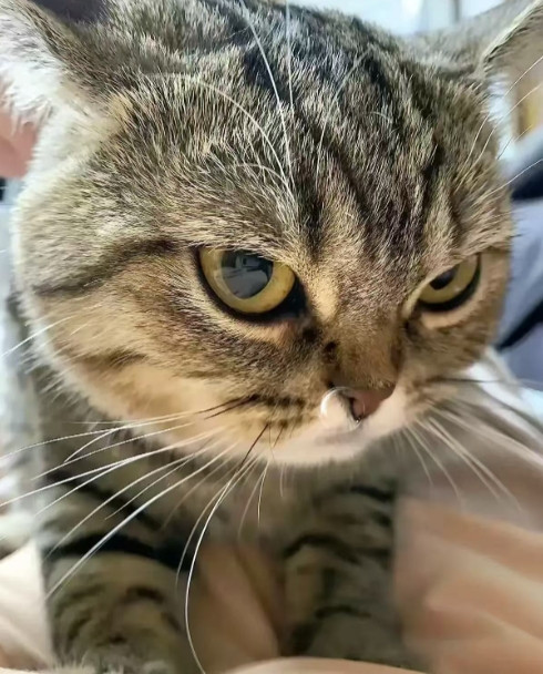 我的猫经常的5、6天不回家，但是每次它回来的时候身上总是香香的
