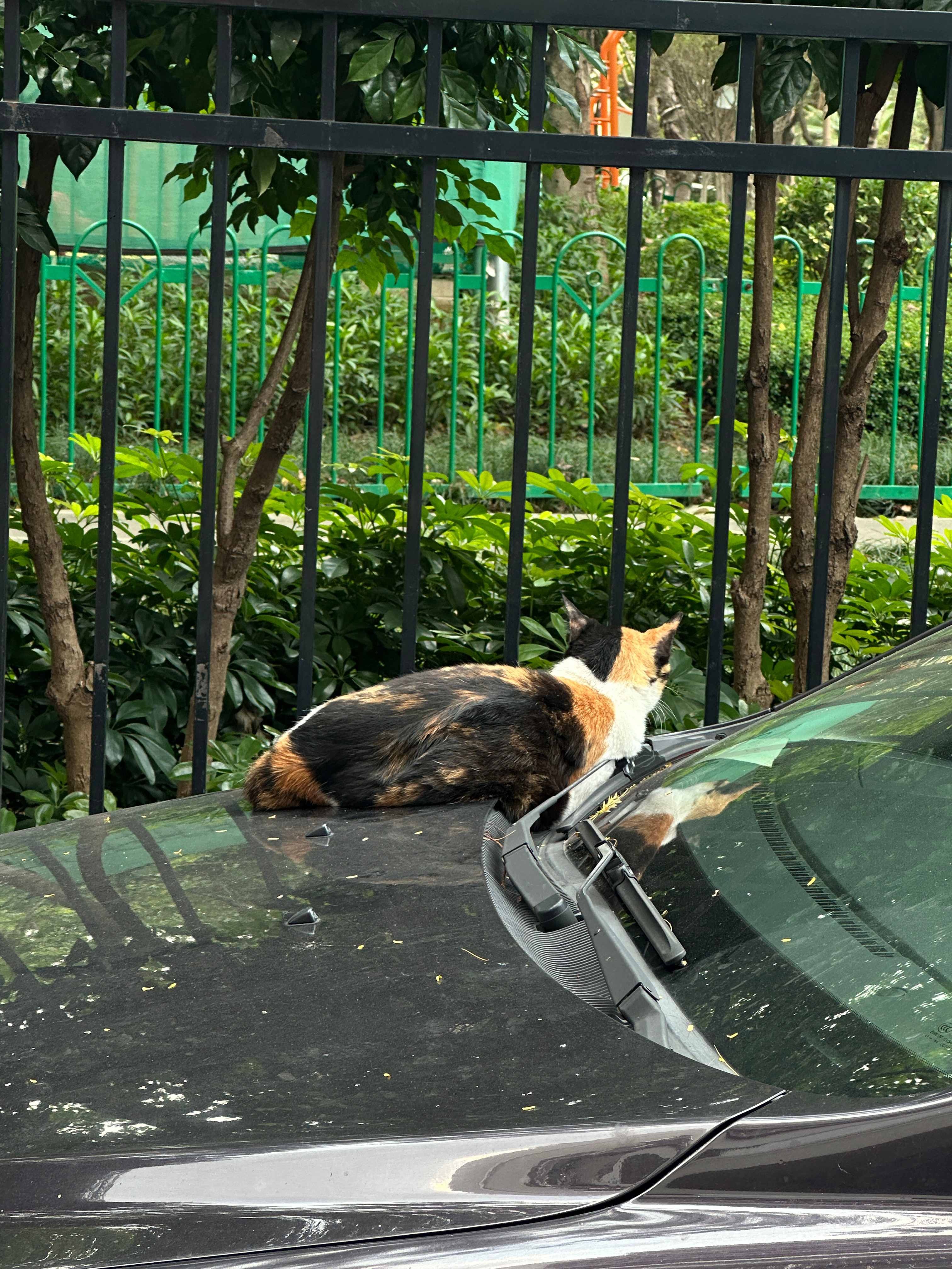 趴在车盖上的一只猫🐱猫咪猫.我与汽车的日常car时尚厦门·加州花园