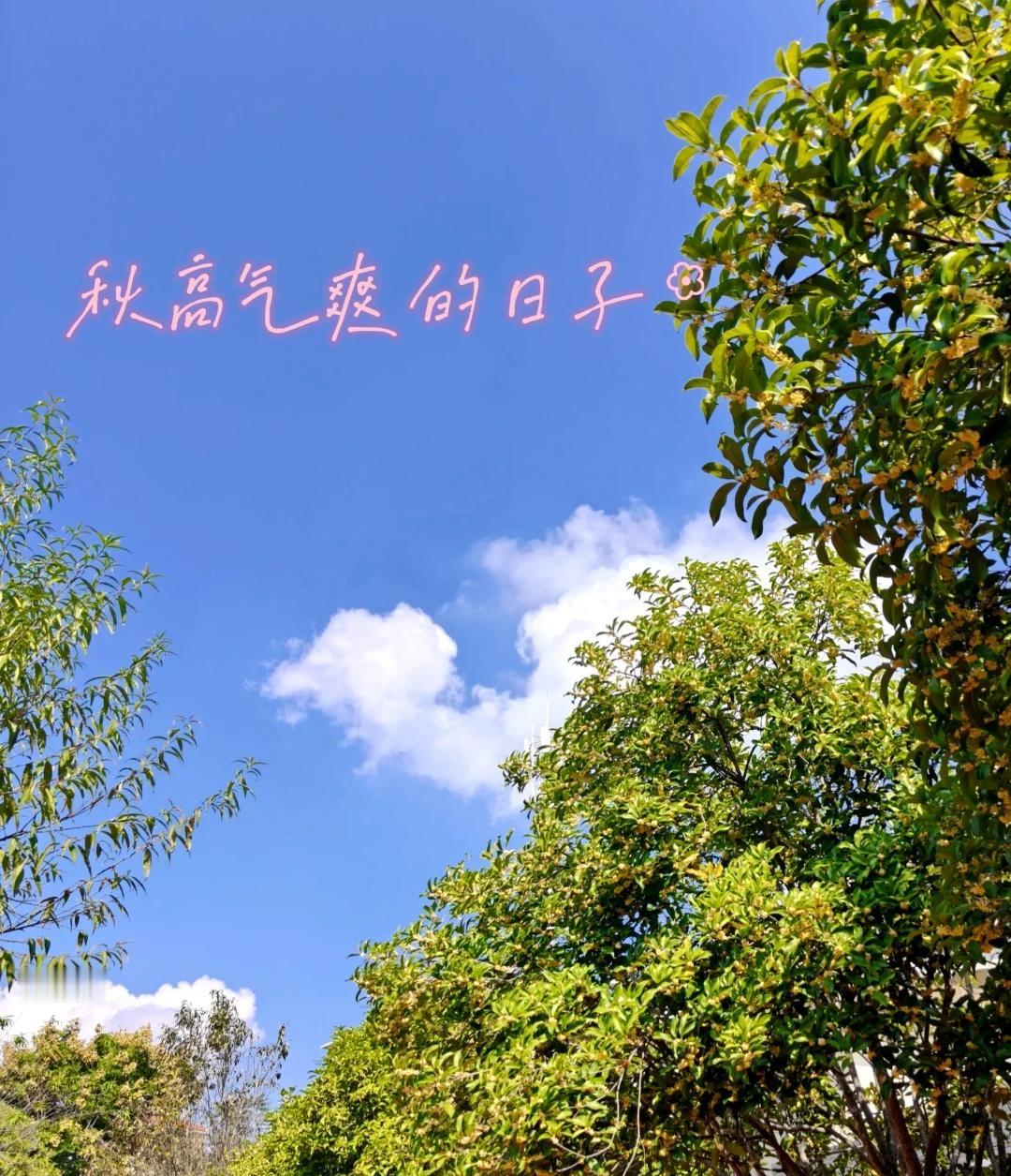 不远不近·当下即可🍁重庆断崖式阴雨降温暂时结束，吃完午饭就在单位旁边溜达，