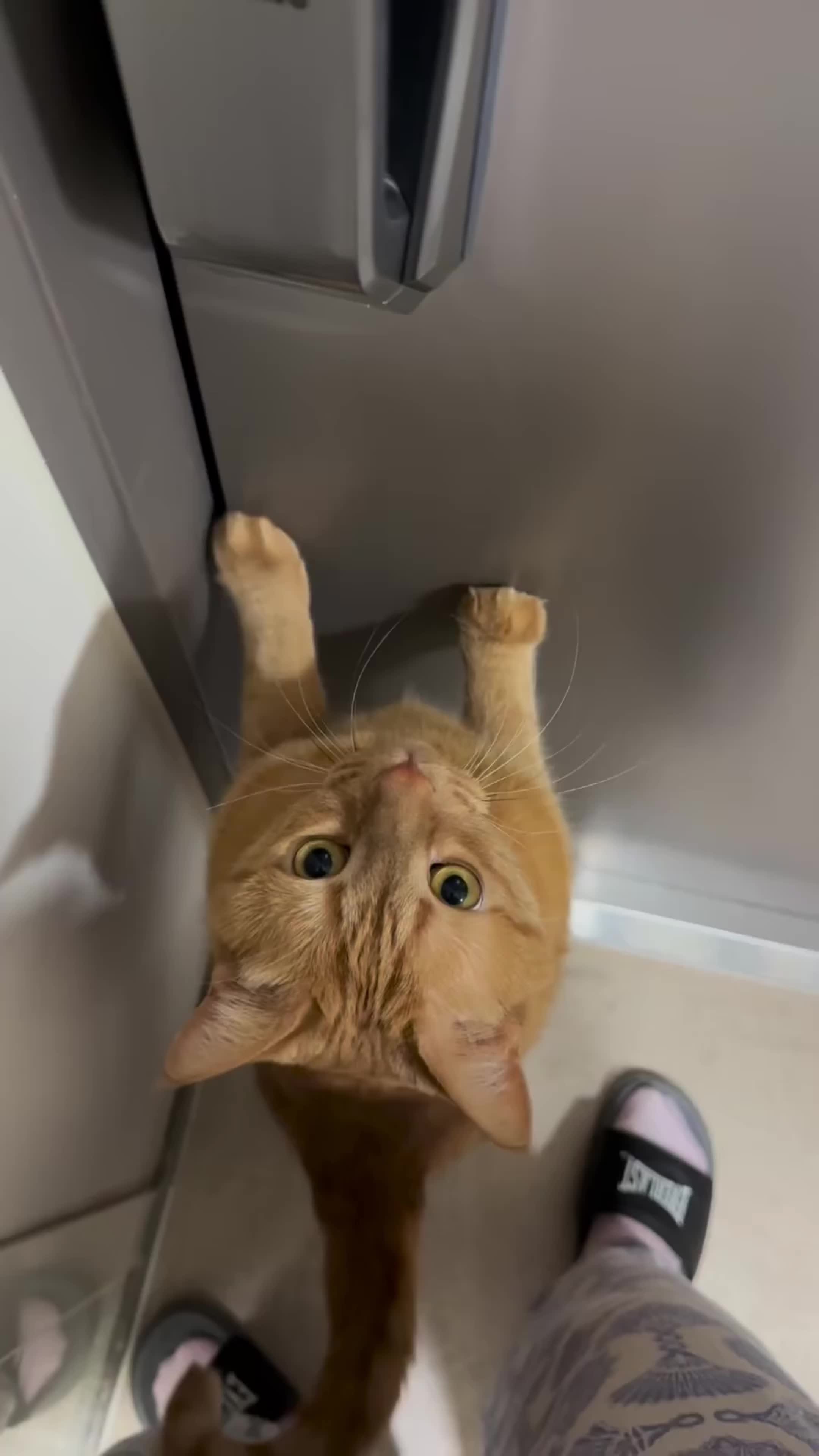 猫咪的迷惑行为