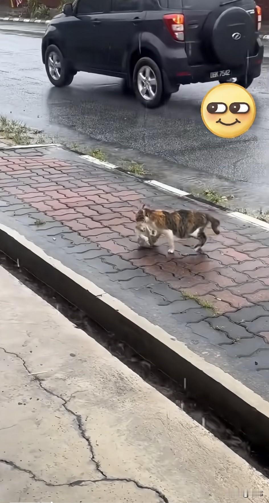 真的令人奇怪，这天一位小哥哥去晨跑，当他跑到一条小路上的时候，看到了令人震惊的一