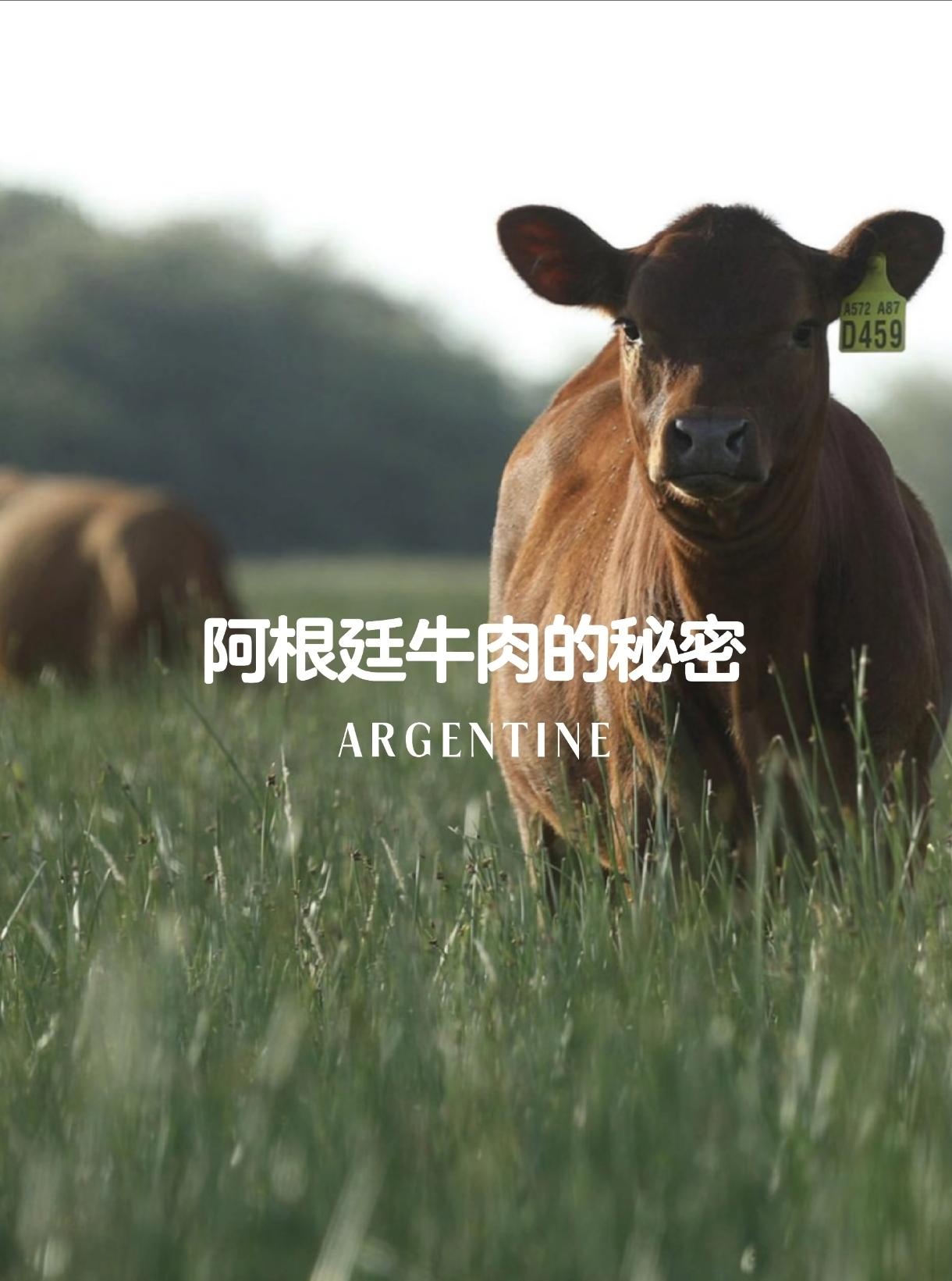 阿根廷为何不远万里，把牛肉低价卖到中国？很多人纳闷，这么远的路程，运费难道