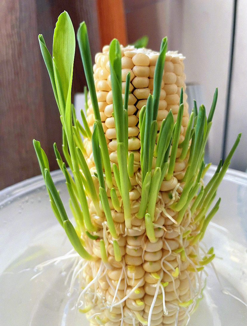 万物皆可水培​​​