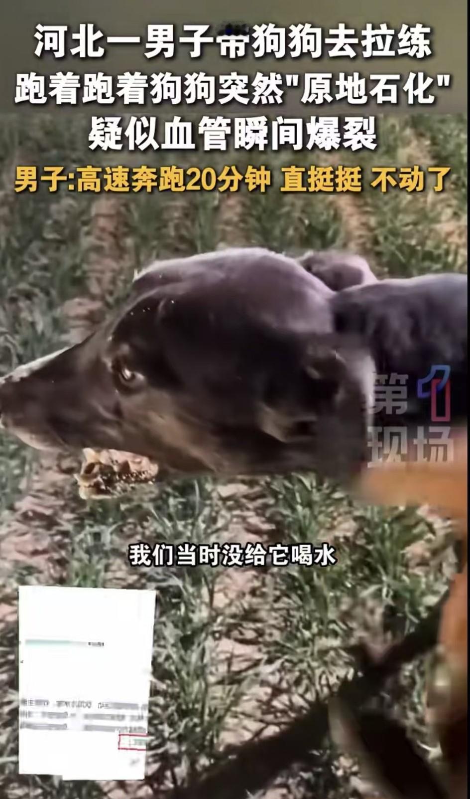 可怜的赛犬，还不如宠物犬命好，一辈子就为了给人挣钱活着，活着就得跑，跑断气了，主