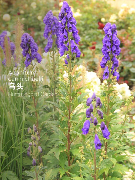 秋季花园蓝紫色竖线条耐寒喜湿润-乌头