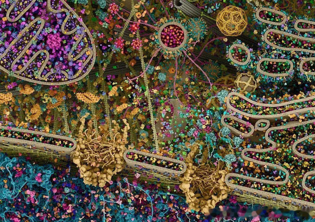 迄今为止最详细的人类细胞图像，一个名为“真核细胞景观”（CellularLan