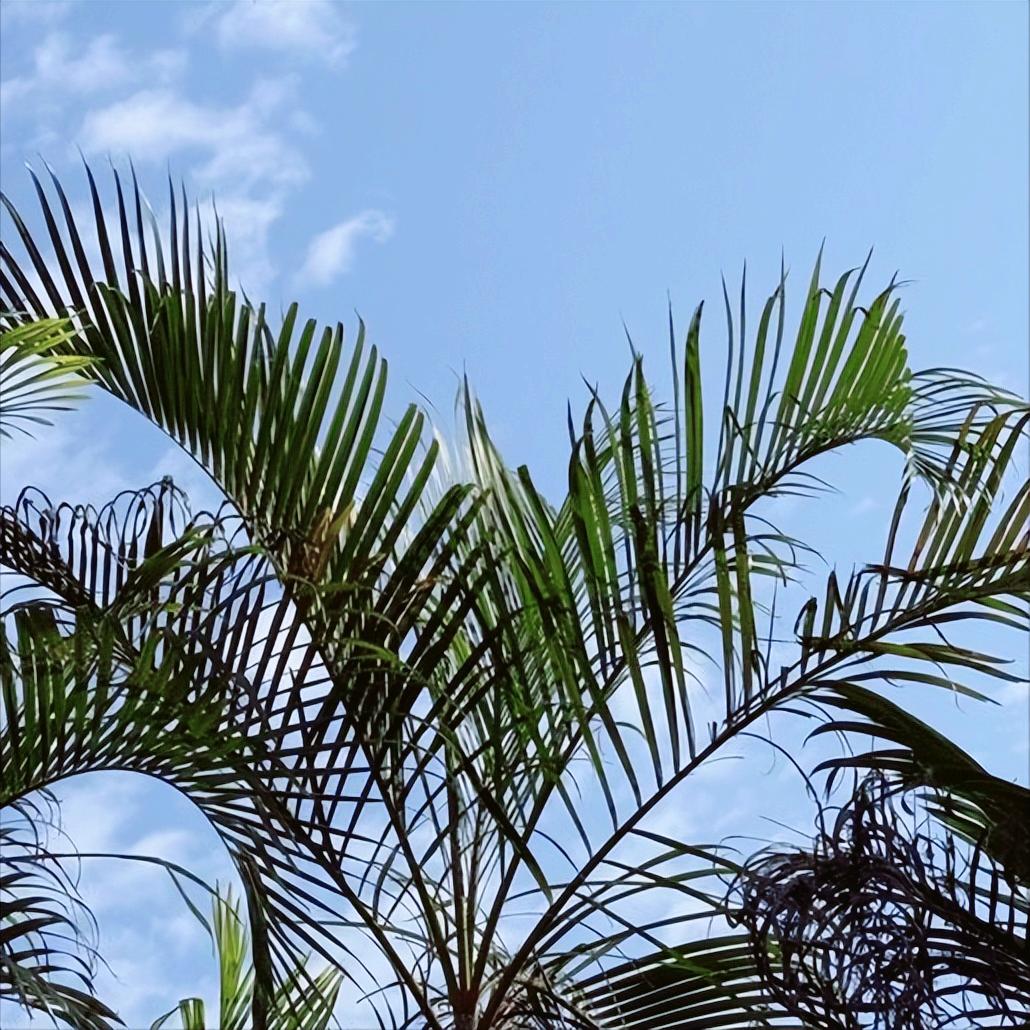 昨日、今日  重庆：党纪政务处分2人 12月19日、20日20:00，重庆