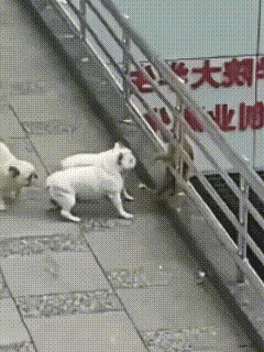 男子一脚把猫咪踢了下去，本来他可以用一只手抱起猫咪，轻轻松松就做了一件善事，可是