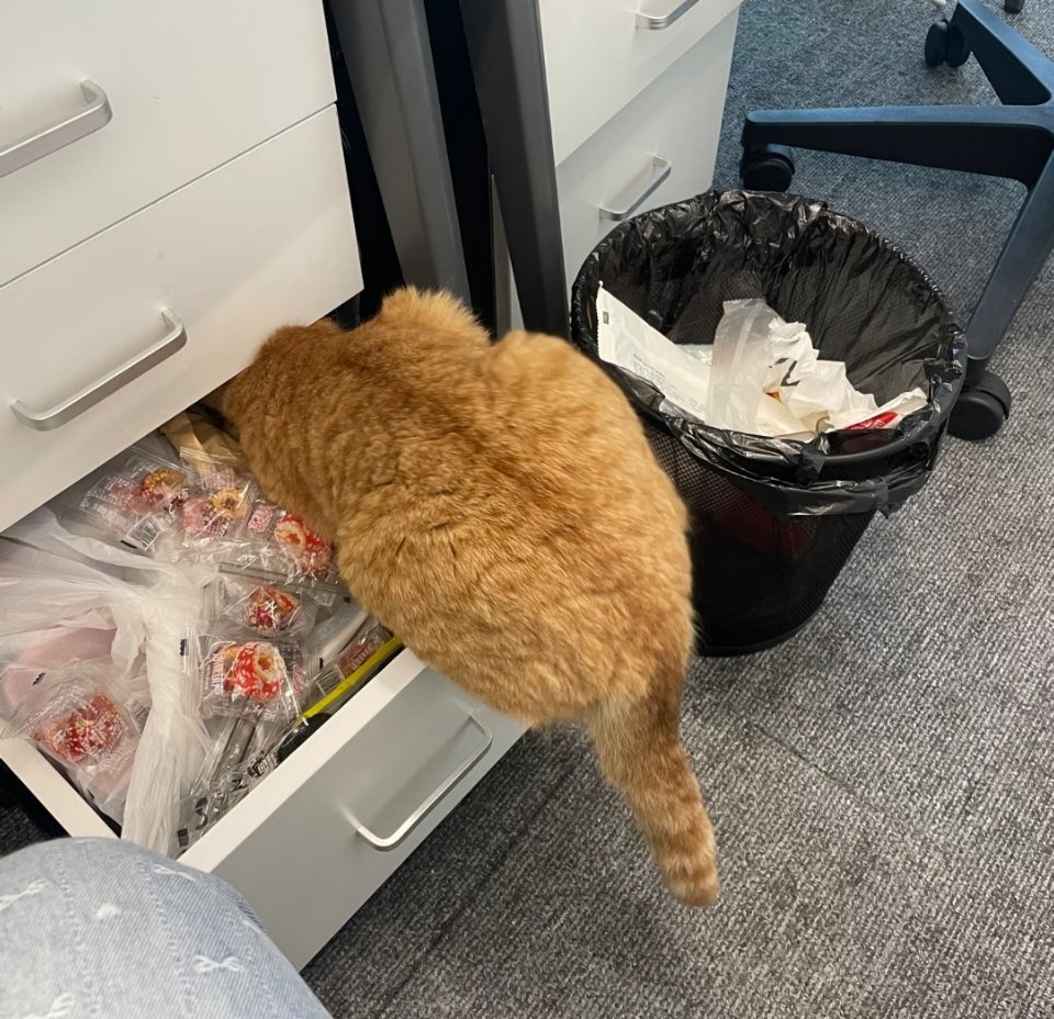 萌宠同事的猫猫被另一个同事的食物给勾跑了