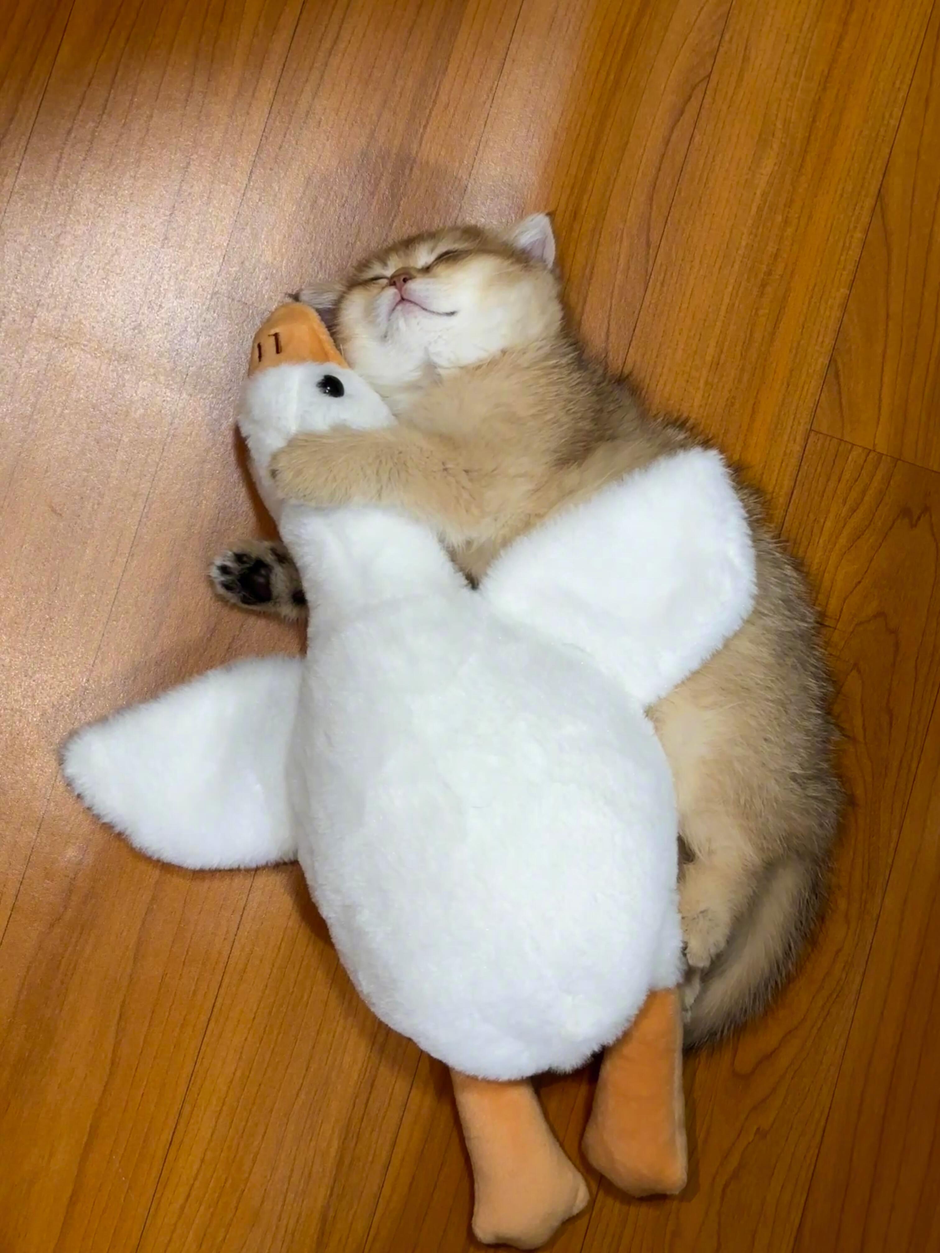 小猫也是盖上鸭绒被了​​​