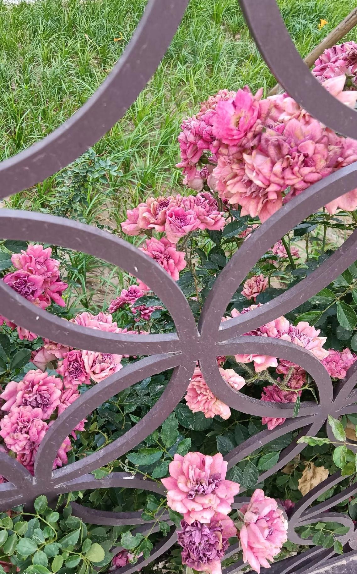 我同事很义气哦！同事的情人经常打电话和视频，我俩一个办公室，关系也铁，一些电话