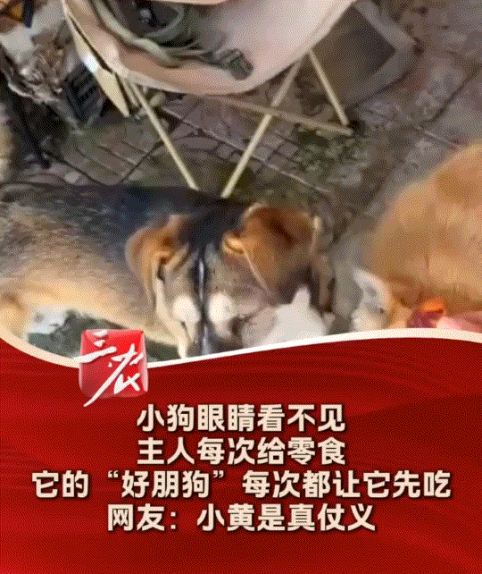 真仗义！一狗主人投喂家中两只狗子，这其中一只狗子身体健康，而另一只狗子眼睛则看不