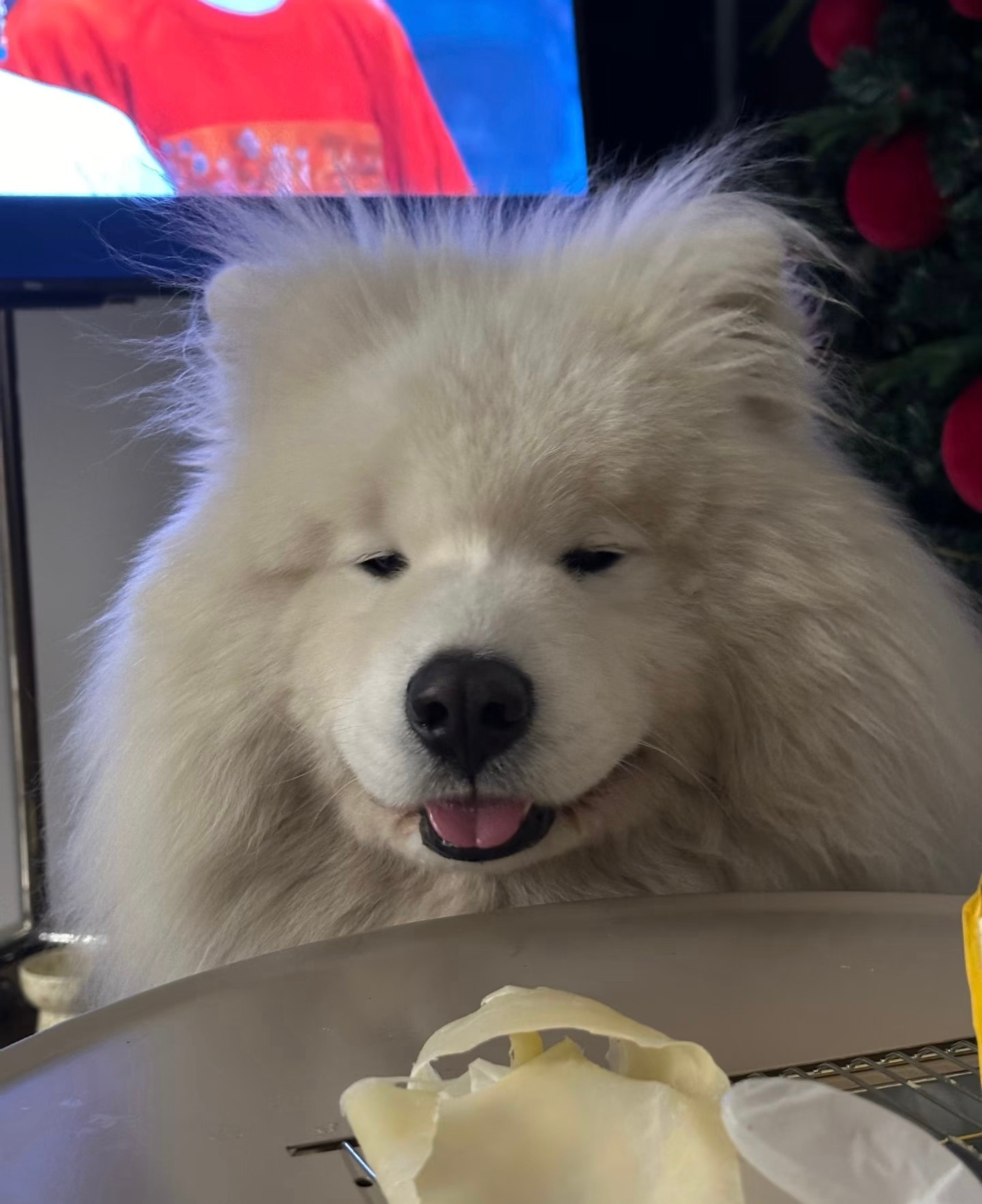 为了吃口好吃的假笑的萨摩耶