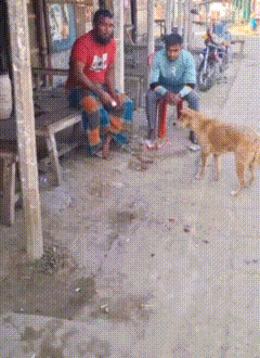 三哥看来是饿坏了大哥本来是喂狗来的哈哈