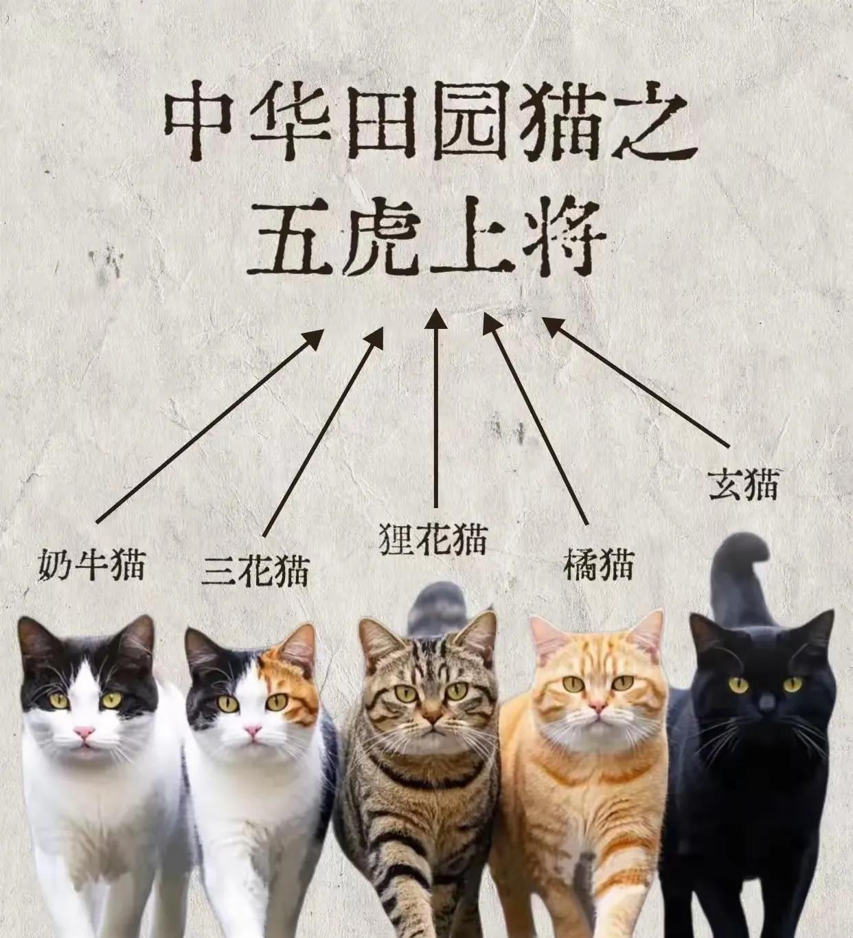 一提到<em>中华田园猫</em>就有人认为非狸花猫莫属，其实<em>中华田园猫</em>还有其他四种<em>猫</em>，橘<em>猫</em>的战斗