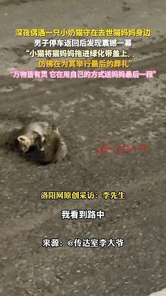 万物皆有灵！近日北京，男子深夜开车回家，发现路上有只没满月小猫守在被撞的猫妈妈身