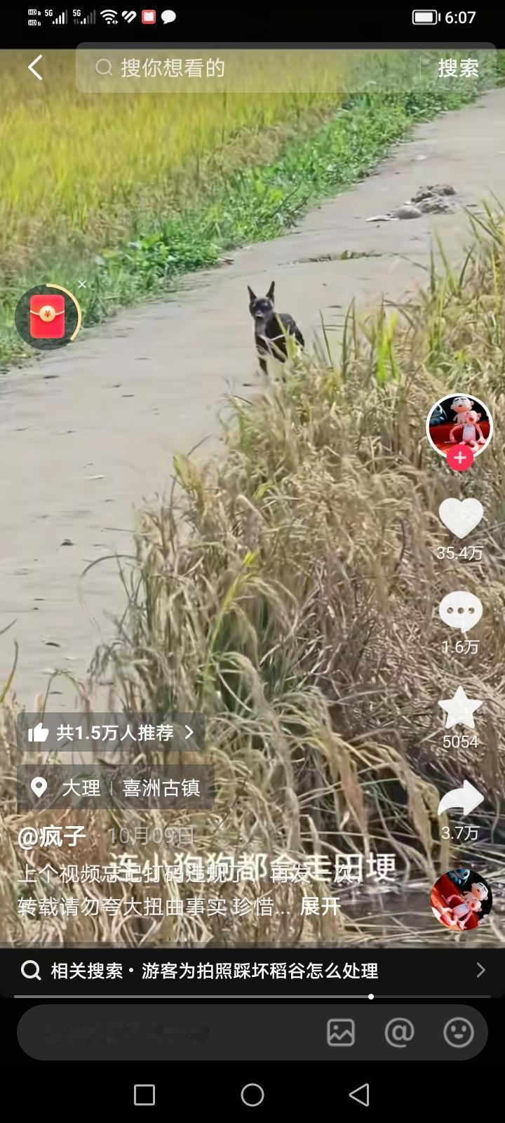 现在许多人真的越活越差劲了，做事还不如一条狗。狗都知道走在田埂上，许多人为了拍照