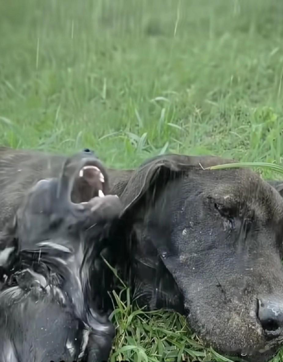 流浪狗母子流浪至一片无人区。恶劣的环境，寒冷的天气，已让它们精疲力竭，再无气力行