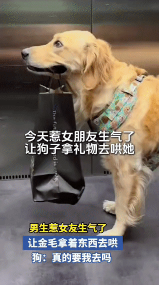 男友惹女友生气，派金毛去送礼物，狗的反应笑疯全网：我只是个打工的！今天刷到一